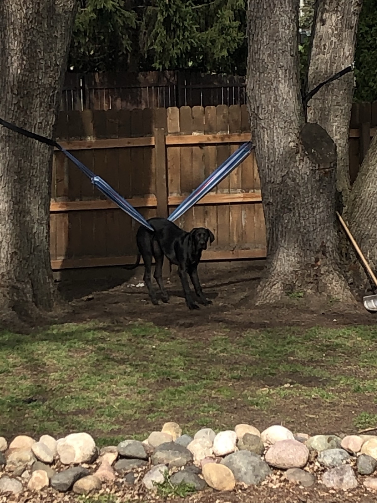 Clifford the Great Dane caught in a backyard hammock