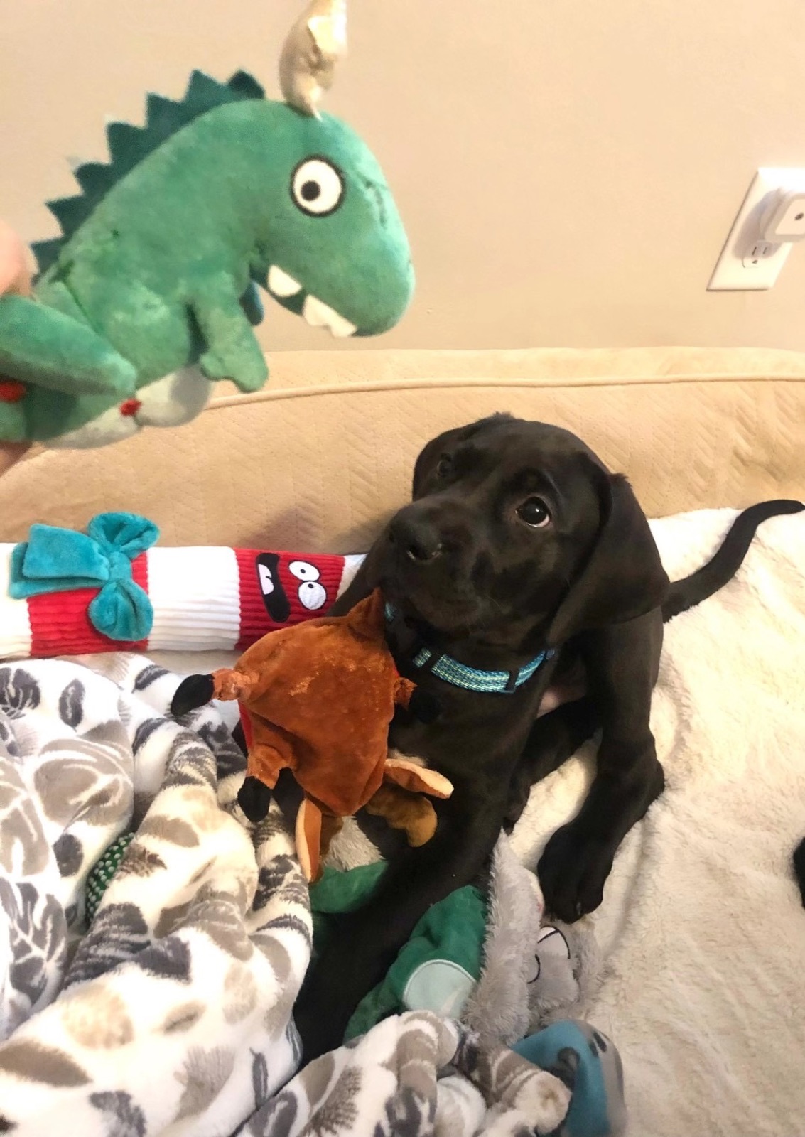Clifford the Great Dane as a puppy among toys