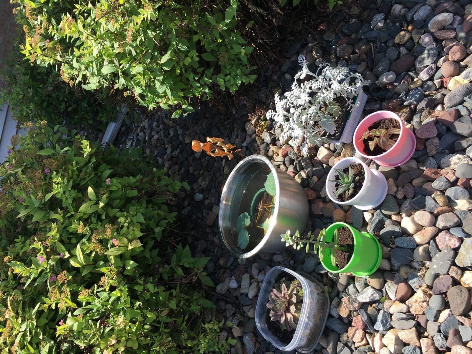 A collection of young plants in Linkai Li's garden