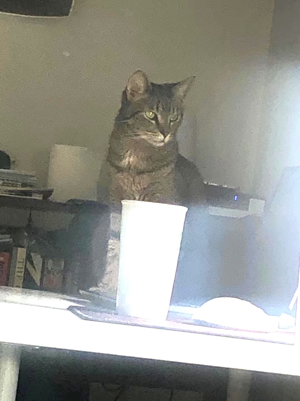 Mido the cat sitting by a window
