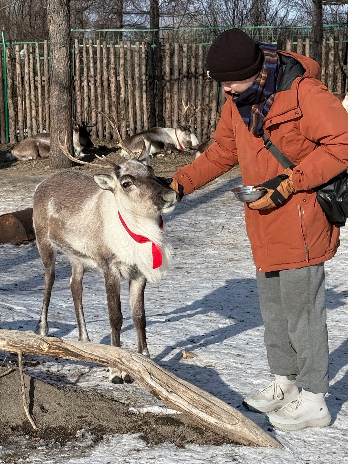 Linkai Li feeding a reindeer during a winter trip