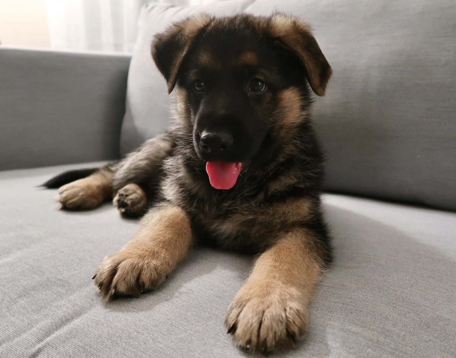 Sky the German Shepherd as a puppy