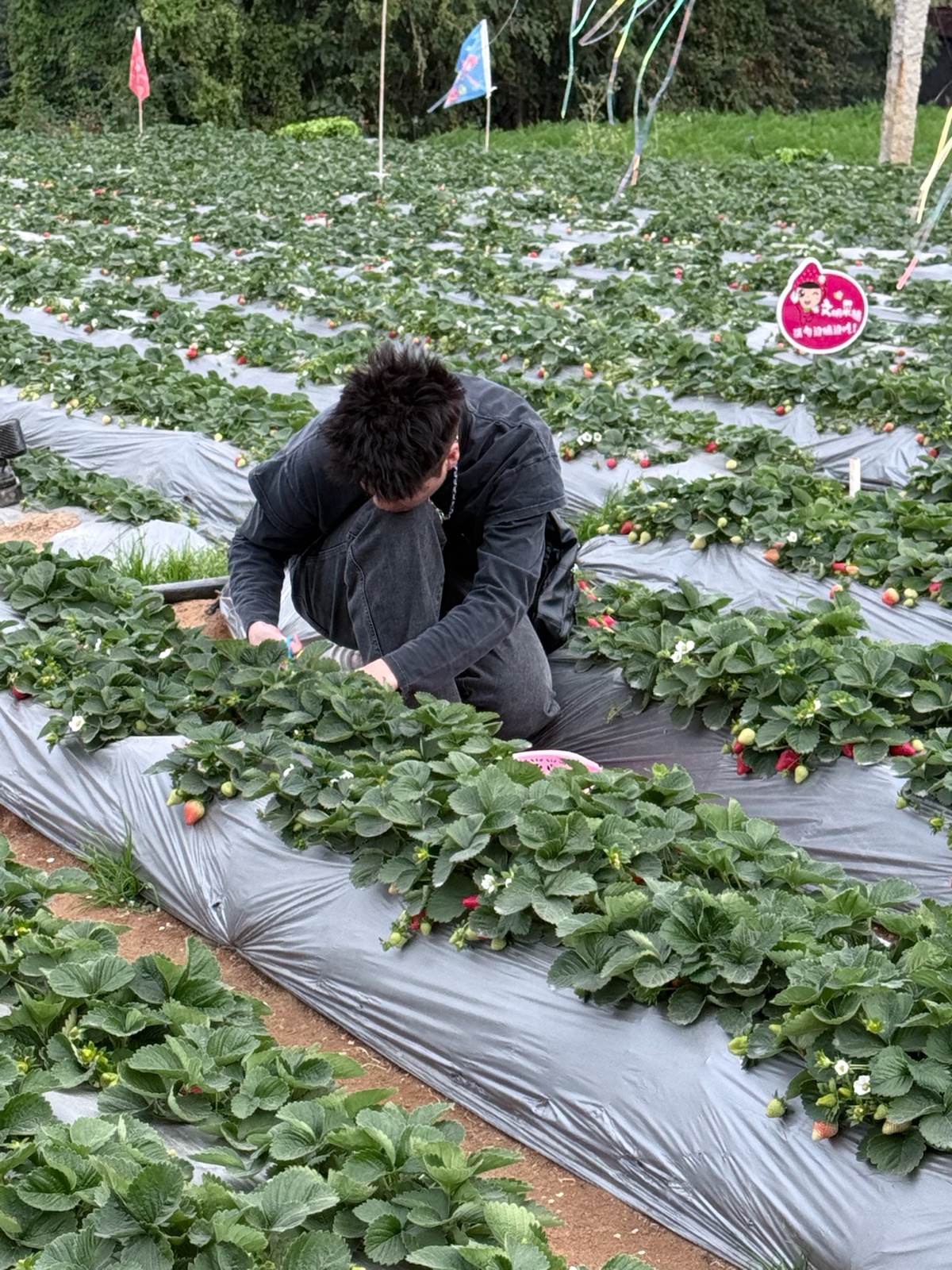 Linkai Li picking strawberries in a field